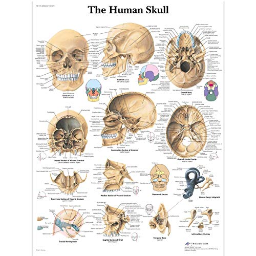 3B calculadora científica para el hombre con forma de calavera y diseño con la escala de